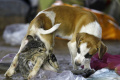 Novela Trestného zákona má rozšíriť ochranu psov a mačiek pred týraním