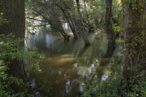 Vybrežená rieka Morava pod hradom Devín