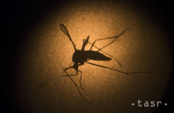 Sexuálny prenos vírusu zika je bežnejší, než sa predpokladalo