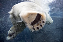 Šantenie ľadových medveďov v kodaňskej zoo