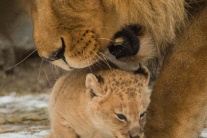 Lev, mláďatá 