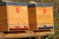 Deň Zeme v Topoľčanoch ponúkne stretnutia s včelármi a sokoliarmi