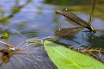 Vážky vyvíjajú rýchlosť až vyše 50 km/hod.