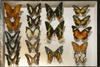 Výstava motýľov vo Východoslovenskom múzeu