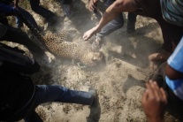 Útok leoparda v nepálskej dedine 