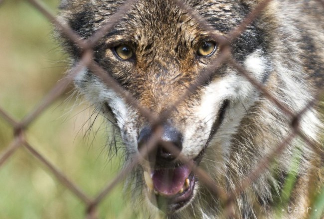 Zmutované vlky v okolí Černobyľa dokážu odolávať rakovine