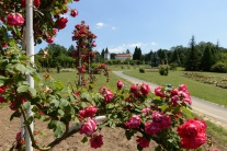Arborétum Mlyňany, ruže