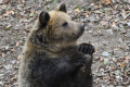 Nad Kálnicou videli medveďa, obyvateľom radia zvýšiť ostražitosť