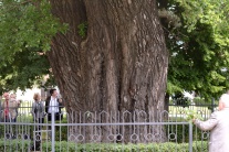 Vzácny strom v Mestskom parku v Košiciach
