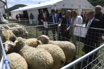 SR pôdohospodárstvo ovca ovce plemeno nové národné
