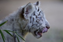 Mláďatá tigra bieleho