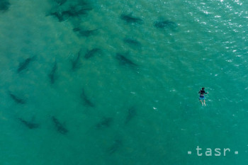 Žraloky pieskové (Carcharhinus plumbeus) plávajú vedľa potápača v Stredozemnom mori v blízkosti elektrárne pri pobreží pri meste Hadera v Izraeli v pondelok 21. novembra 2022.