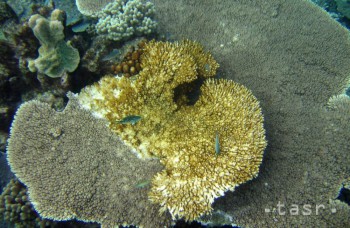 VIDEO: Rozsiahle časti Veľkej koralovej bariéry strácajú farbu