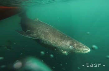 Samica grónskeho žraloka sa dožila rekordných 400 rokov
