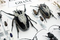 Výstava hmyzu zo zbierky M. Zachara v Prievidzi