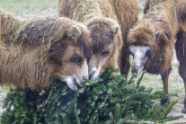 Zvieratá v bratislavskej zoo si pochutnávajú na vi