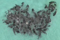Na austrálskej pláži uviazlo 160 guľohlavcov, z nich 26 už uhynulo