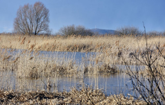 Mokrade patria k najohrozenejším ekosystémom,miznú rýchlejšie ako lesy