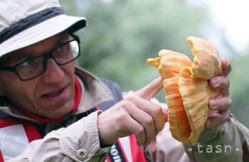 VIDEO: Liečivé huby rastú i na Slovensku, na liečbu ich využívame málo