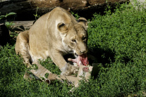 Lev a surové mäso
