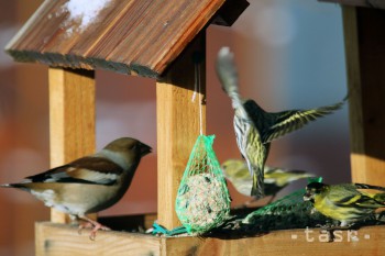 Kŕmidlo pre vtáky by ste mali umiestniť na priestranné miesto 