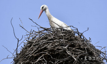 Koncom marca na Slovensku zachytili vyše 40 sťahovavých druhov vtákov