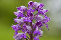 Krása slovenských orchideí
