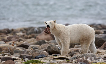 Vedci: Polárnym medveďom hrozí smrť hladom v dôsledku otepľovania