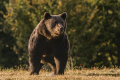 Karlova univerzita skúmala vyše 90 percent DNA vzoriek medveďa v SR