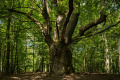 Dračí dub z Lozorna začína zbierať hlasy v ankete Európsky strom roka