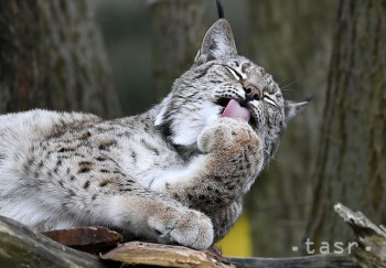 Držba vybraných druhov mačkovitých šeliem by sa mala zakázať