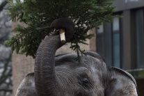 Kŕmenie slonov stromčekmi