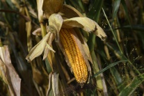 Zber kukurice v Dubnici nad Váhom