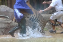 Tiger sumatranský, napadnutie 