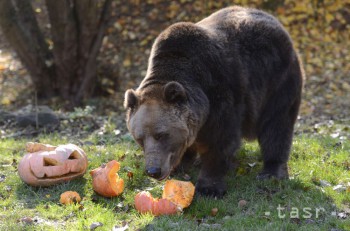 Envirorezort vyzýva verejnosť, aby neprikrmovala tatranské medvede