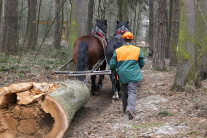 Odstraňovanie stromov v žilinskom lesoparku