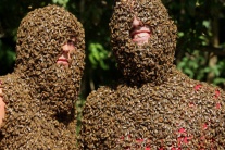 Súťaž o najkrajšiu včeliu bradu