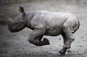 Česká ZOO je európskou raritou, chovajú v nej najviac nosorožcov