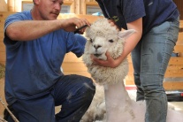 Jarné strihanie domestikovanej lamy alpaka