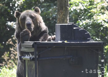 Správnym triedením odpadu možno znížiť výskyt zvierat pri kontajneroch