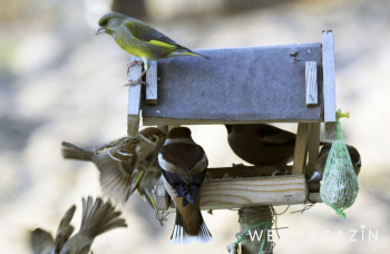 Kŕmidlo pre vtáky nemá byť umiestnené blízko frekventovanej cesty
