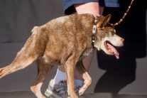 Najškaredší psi na svete