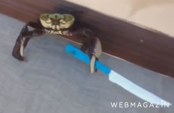 LIKE DŇA: Nebezpečný krab s nožom