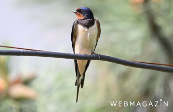 V SR hniezdi vyše 200 vtáčích druhov,z toho 150 odletí do iných krajín