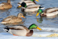 SOS/BirdLife: V sobotu sa začína zimné sčítanie vodného vtáctva