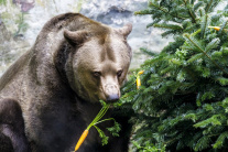 Zvieratá v bratislavskej zoo si pochutnávajú na vi