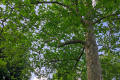 V Predmieri obnovili aleju stromov, vysadili tam 60 ovocných drevín