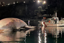 Mŕtva veľryba pri pobreží Sorrenta