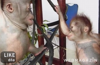 LIKE DŇA: Láska malých orangutanov