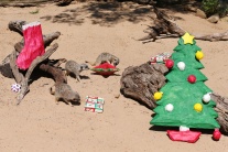 Zvieratká v austrálskej ZOO oslavujú Vianoce.
